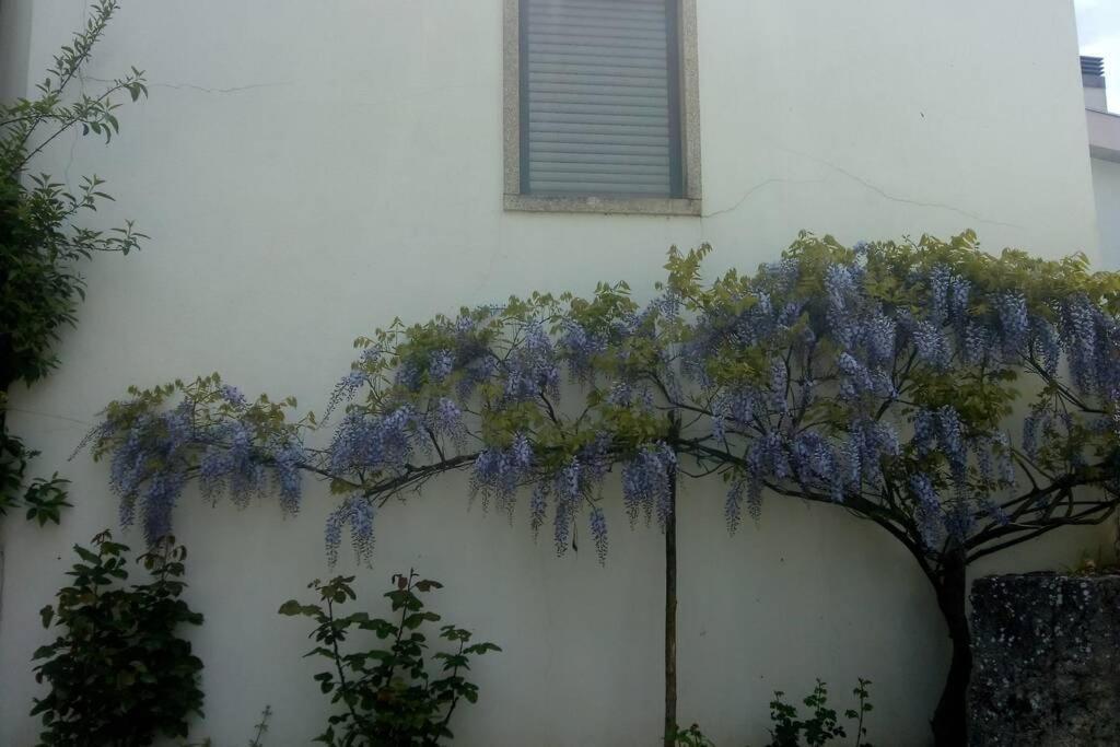 Casa Da Oliveira Daire Milhão Dış mekan fotoğraf